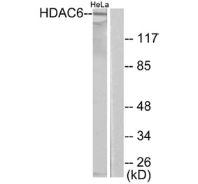 Western Blot - Anti-HDAC6 Antibody (C0226) - Antibodies.com