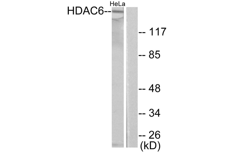 Western Blot - Anti-HDAC6 Antibody (C0226) - Antibodies.com