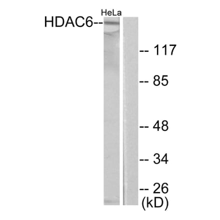 Western Blot - Anti-HDAC6 Antibody (C0226) - Antibodies.com