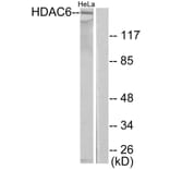 Western Blot - Anti-HDAC6 Antibody (C0226) - Antibodies.com