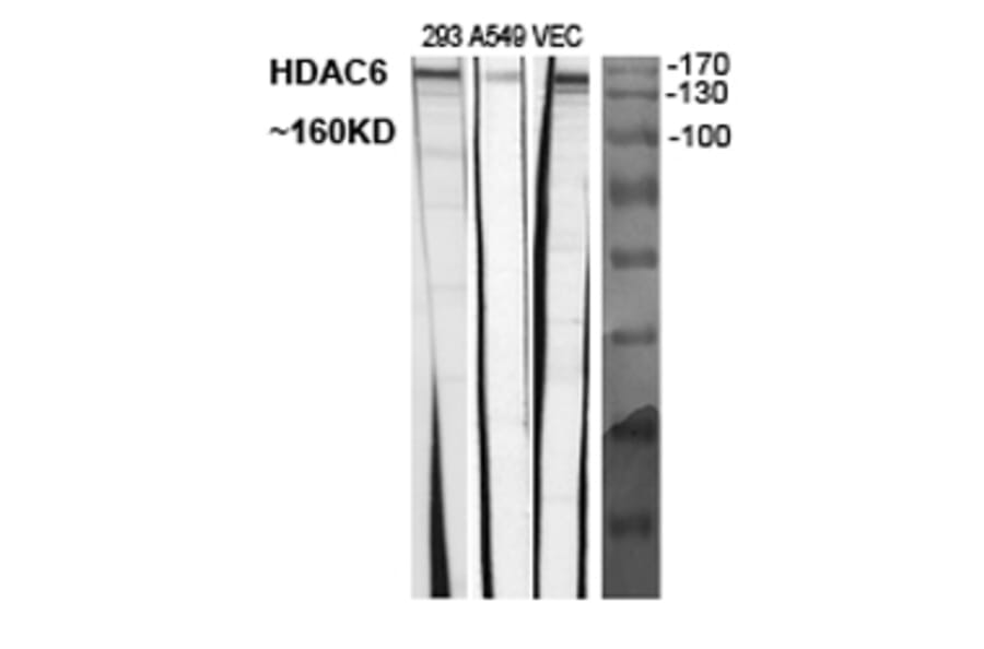 Western Blot - Anti-HDAC6 Antibody (C0226) - Antibodies.com
