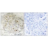 Immunohistochemistry - Anti-HDAC5 Antibody (B7101) - Antibodies.com