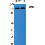Western Blot - Anti-HDAC5 Antibody (B7101) - Antibodies.com