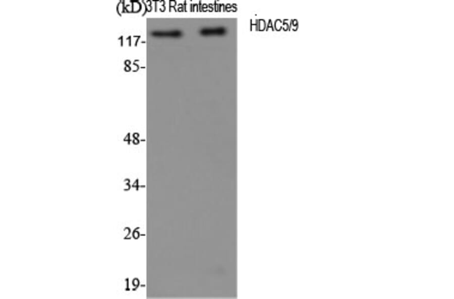 Western Blot - Anti-HDAC5 Antibody (B0436) - Antibodies.com