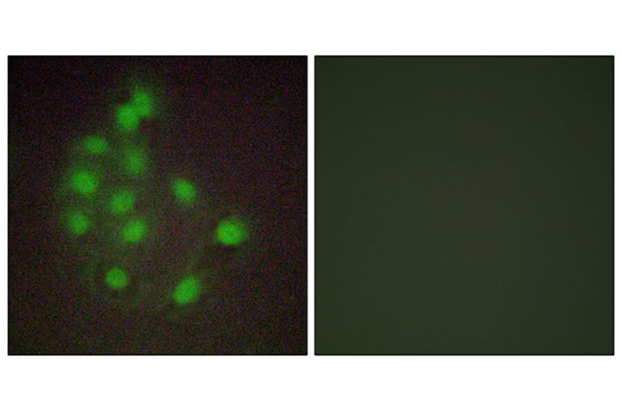 Immunofluorescence - Anti-HAND1 Antibody (C10253) - Antibodies.com