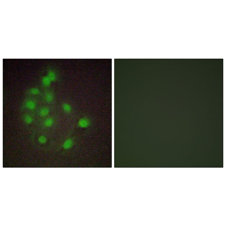 Immunofluorescence - Anti-HAND1 Antibody (C10253) - Antibodies.com