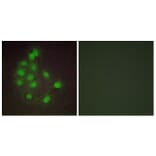 Immunofluorescence - Anti-HAND1 Antibody (C10253) - Antibodies.com