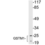 Western Blot - Anti-GSTM1 Antibody (R12-2174) - Antibodies.com