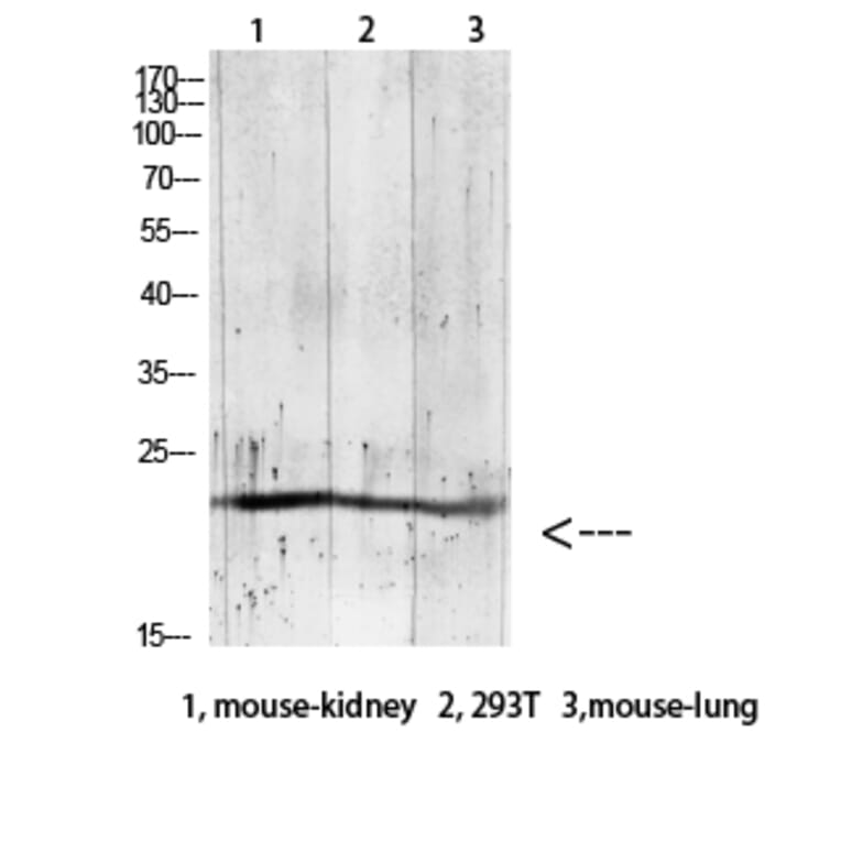 Western Blot - Anti-GREM2 Antibody (C30615) - Antibodies.com