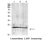 Western Blot - Anti-GREM2 Antibody (C30615) - Antibodies.com