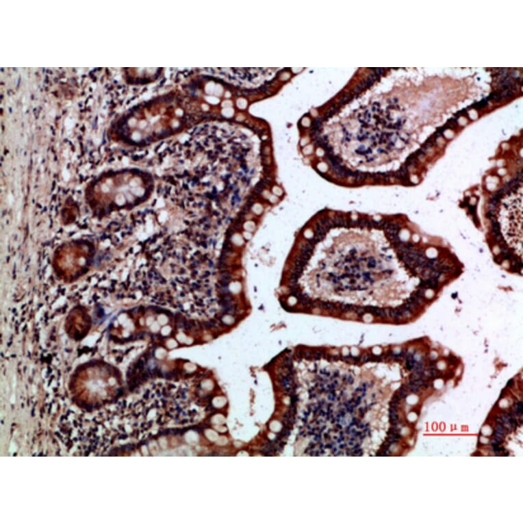 Immunohistochemistry - Anti-GREM2 Antibody (C30615) - Antibodies.com