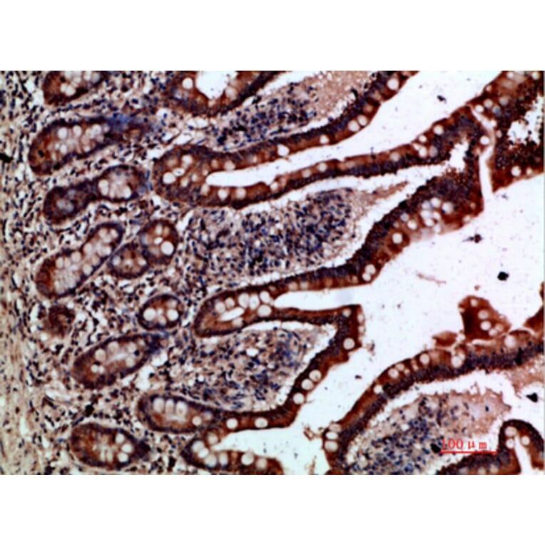 Immunohistochemistry - Anti-GREM2 Antibody (C30615) - Antibodies.com