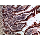 Immunohistochemistry - Anti-GREM2 Antibody (C30615) - Antibodies.com