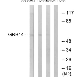 Western Blot - Anti-GRB14 Antibody (C15971) - Antibodies.com