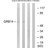 Western Blot - Anti-GRB14 Antibody (C15971) - Antibodies.com
