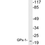 Western Blot - Anti-GPx-1 Antibody (R12-2169) - Antibodies.com