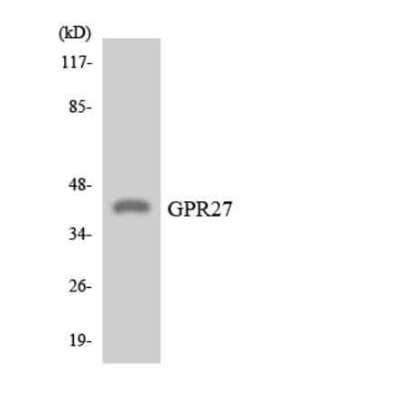 Western Blot - Anti-GPR27 Antibody (R12-2845) - Antibodies.com
