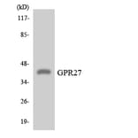 Western Blot - Anti-GPR27 Antibody (R12-2845) - Antibodies.com