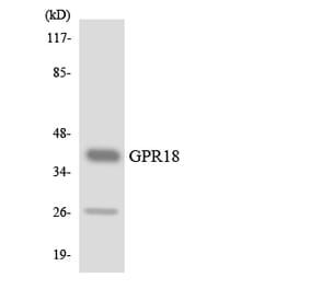 Western Blot - Anti-GPR18 Antibody (R12-2842) - Antibodies.com