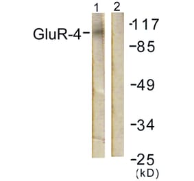 Western Blot - Anti-GluR4 Antibody (B0936) - Antibodies.com