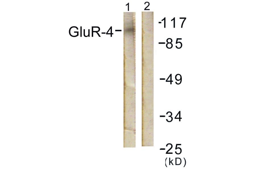 Western Blot - Anti-GluR4 Antibody (B0936) - Antibodies.com