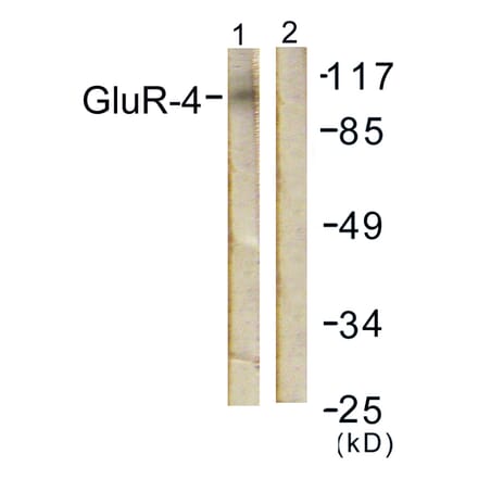 Western Blot - Anti-GluR4 Antibody (B0936) - Antibodies.com