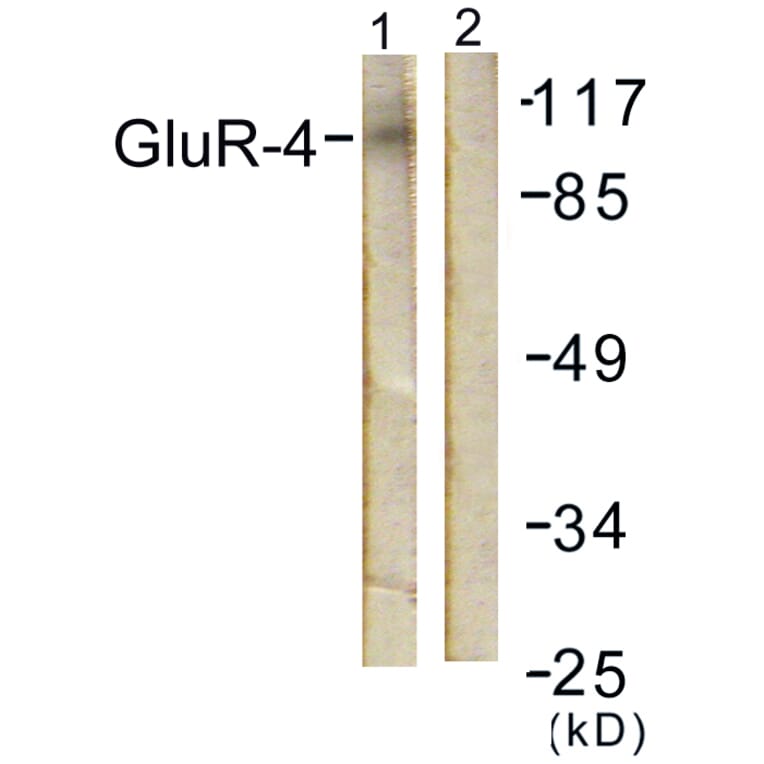 Western Blot - Anti-GluR4 Antibody (B0936) - Antibodies.com