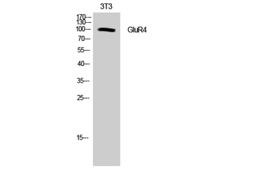 Western Blot - Anti-GluR4 Antibody (B0936) - Antibodies.com