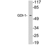 Western Blot - Anti-GDI-1 Antibody (R12-2163) - Antibodies.com