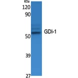 Western Blot - Anti-GDI-1 Antibody (R12-2163) - Antibodies.com