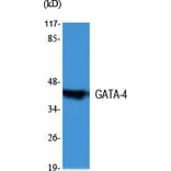 Western Blot - Anti-GATA4 Antibody (C10618) - Antibodies.com