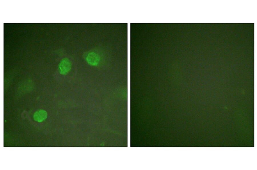 Immunofluorescence - Anti-GATA3 Antibody (B0933) - Antibodies.com