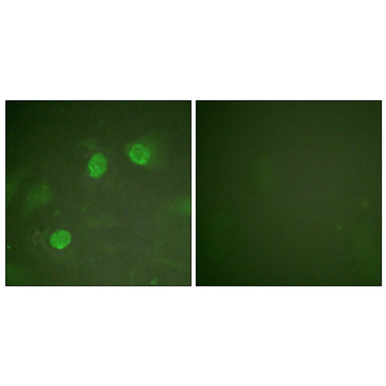 Immunofluorescence - Anti-GATA3 Antibody (B0933) - Antibodies.com