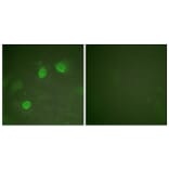Immunofluorescence - Anti-GATA3 Antibody (B0933) - Antibodies.com