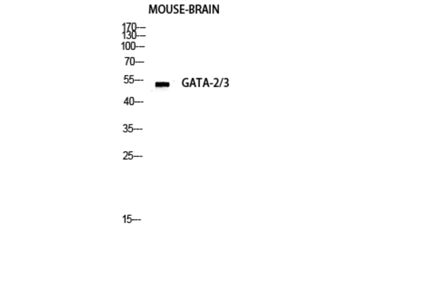 Western Blot - Anti-GATA3 Antibody (B0933) - Antibodies.com