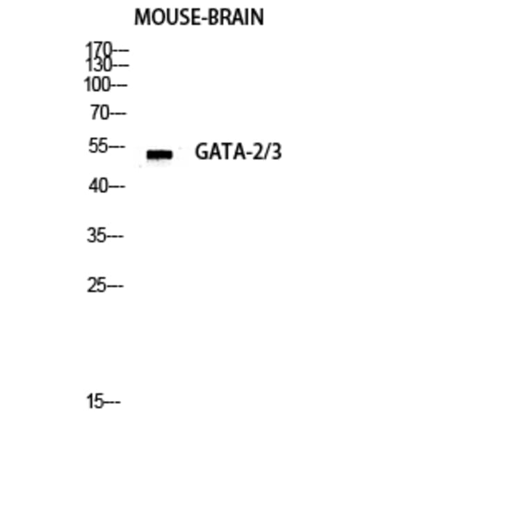 Western Blot - Anti-GATA3 Antibody (B0933) - Antibodies.com