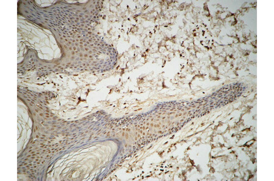 Immunohistochemistry - Anti-GATA3 Antibody (B0933) - Antibodies.com