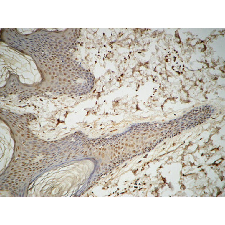 Immunohistochemistry - Anti-GATA3 Antibody (B0933) - Antibodies.com