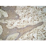 Immunohistochemistry - Anti-GATA3 Antibody (B0933) - Antibodies.com