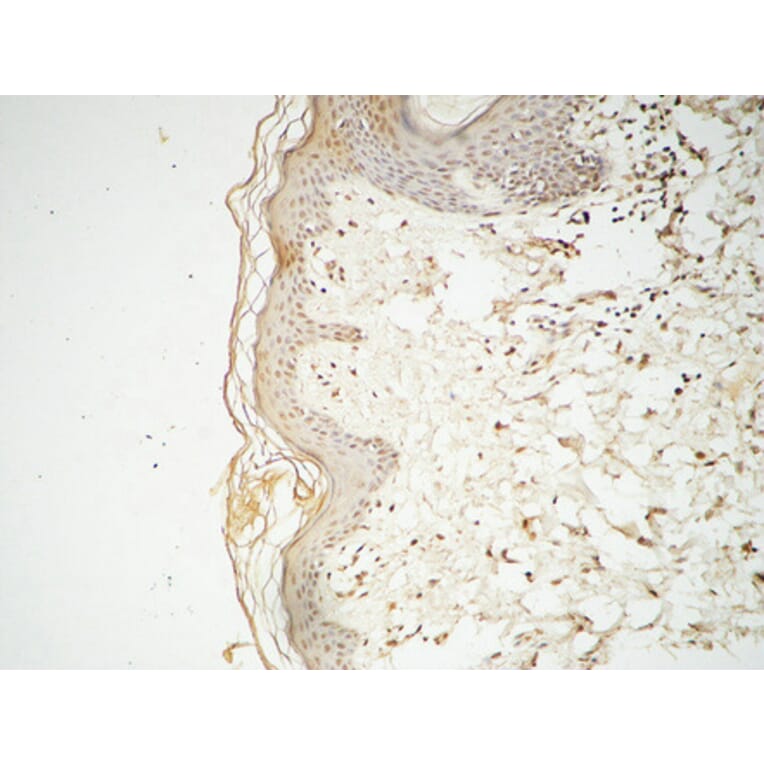 Immunohistochemistry - Anti-GATA3 Antibody (B0933) - Antibodies.com