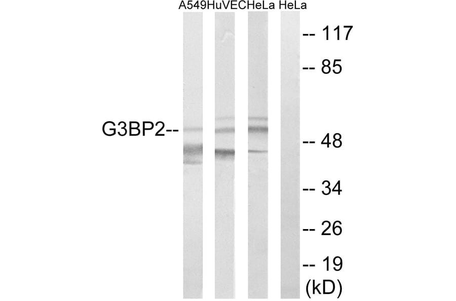 Western Blot - Anti-G3BP2 Antibody (C18193) - Antibodies.com