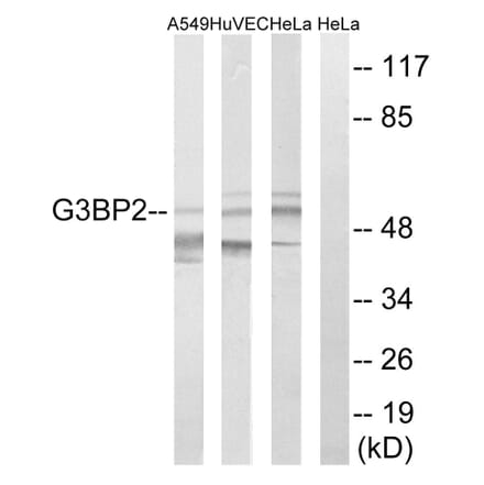 Western Blot - Anti-G3BP2 Antibody (C18193) - Antibodies.com