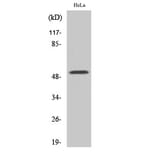 Western Blot - Anti-G3BP2 Antibody (C18193) - Antibodies.com