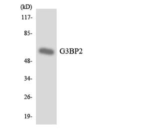 Western Blot - Anti-G3BP2 Antibody (R12-2790) - Antibodies.com
