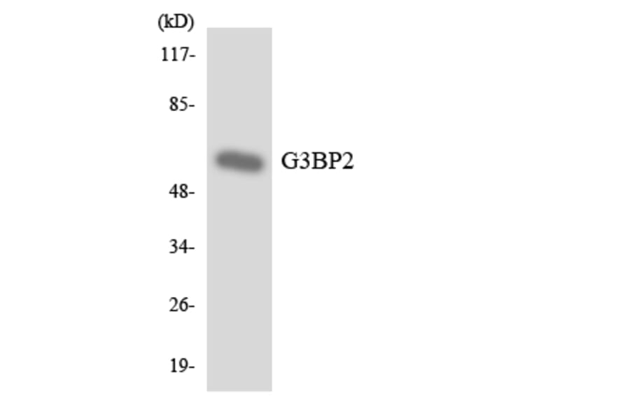 Western Blot - Anti-G3BP2 Antibody (R12-2790) - Antibodies.com