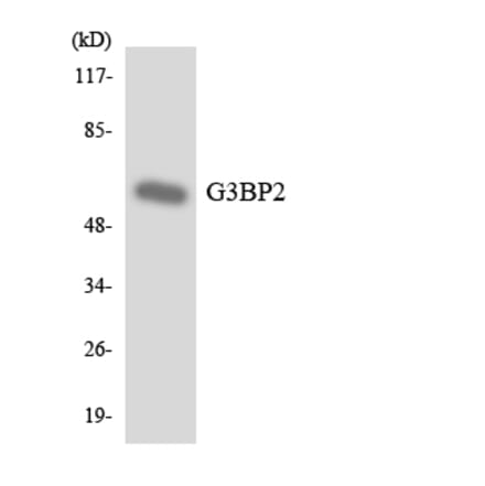 Western Blot - Anti-G3BP2 Antibody (R12-2790) - Antibodies.com