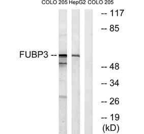 Western Blot - Anti-FUBP3 Antibody (C15743) - Antibodies.com