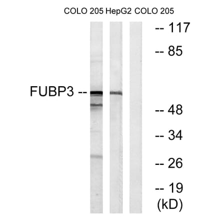 Western Blot - Anti-FUBP3 Antibody (C15743) - Antibodies.com