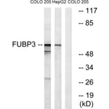 Western Blot - Anti-FUBP3 Antibody (C15743) - Antibodies.com