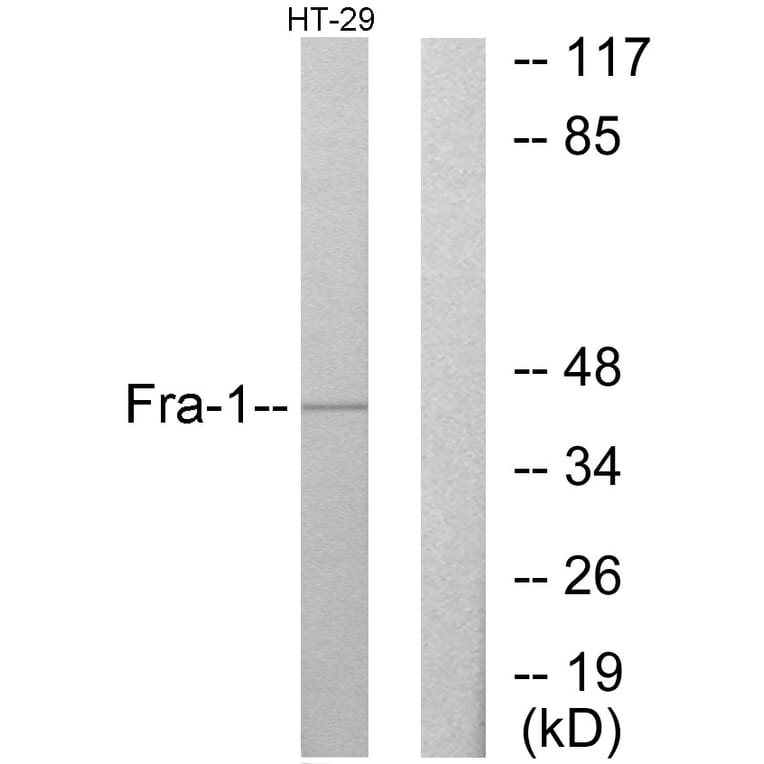 Western Blot - Anti-Fra-1 Antibody (C10381) - Antibodies.com